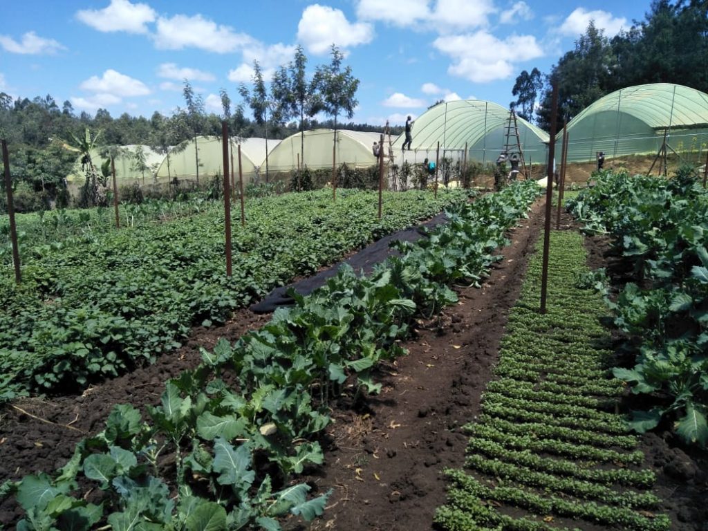 Green House